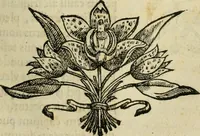 An illustration from Rerum medicarum Novae Hispaniae thesaurus, seu, Plantarum animalium mineralium Mexicanorum historia (1651)