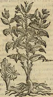 An illustration from Rerum medicarum Novae Hispaniae thesaurus, seu, Plantarum animalium mineralium Mexicanorum historia (1651)