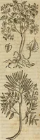 An illustration from Rerum medicarum Novae Hispaniae thesaurus, seu, Plantarum animalium mineralium Mexicanorum historia (1651)
