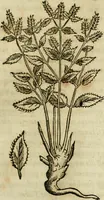 An illustration from Rerum medicarum Novae Hispaniae thesaurus, seu, Plantarum animalium mineralium Mexicanorum historia (1651)