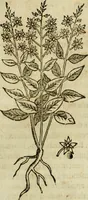 An illustration from Rerum medicarum Novae Hispaniae thesaurus, seu, Plantarum animalium mineralium Mexicanorum historia (1651)