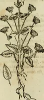 An illustration from Rerum medicarum Novae Hispaniae thesaurus, seu, Plantarum animalium mineralium Mexicanorum historia (1651)