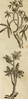 An illustration from Rerum medicarum Novae Hispaniae thesaurus, seu, Plantarum animalium mineralium Mexicanorum historia (1651)