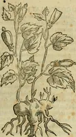 Picture 101 of 812 from Rerum medicarum Novae Hispaniae thesaurus, seu, Plantarum animalium mineralium Mexicanorum historia (1651), leaf 158