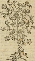 An illustration from Rerum medicarum Novae Hispaniae thesaurus, seu, Plantarum animalium mineralium Mexicanorum historia (1651)