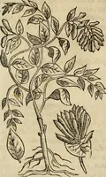 Picture 104 of 812 from Rerum medicarum Novae Hispaniae thesaurus, seu, Plantarum animalium mineralium Mexicanorum historia (1651), leaf 161