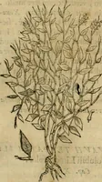 An illustration from Rerum medicarum Novae Hispaniae thesaurus, seu, Plantarum animalium mineralium Mexicanorum historia (1651)