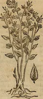 An illustration from Rerum medicarum Novae Hispaniae thesaurus, seu, Plantarum animalium mineralium Mexicanorum historia (1651)