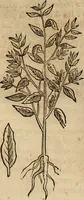 Picture 108 of 812 from Rerum medicarum Novae Hispaniae thesaurus, seu, Plantarum animalium mineralium Mexicanorum historia (1651), leaf 163