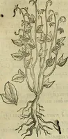 Picture 109 of 812 from Rerum medicarum Novae Hispaniae thesaurus, seu, Plantarum animalium mineralium Mexicanorum historia (1651), leaf 164
