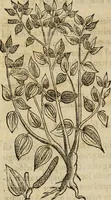 An illustration from Rerum medicarum Novae Hispaniae thesaurus, seu, Plantarum animalium mineralium Mexicanorum historia (1651)
