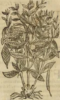 Picture 112 of 812 from Rerum medicarum Novae Hispaniae thesaurus, seu, Plantarum animalium mineralium Mexicanorum historia (1651), leaf 167