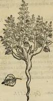 Picture 113 of 812 from Rerum medicarum Novae Hispaniae thesaurus, seu, Plantarum animalium mineralium Mexicanorum historia (1651), leaf 171