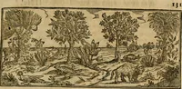 An illustration from Rerum medicarum Novae Hispaniae thesaurus, seu, Plantarum animalium mineralium Mexicanorum historia (1651)