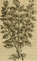 Picture 117 of 812 from Rerum medicarum Novae Hispaniae thesaurus, seu, Plantarum animalium mineralium Mexicanorum historia (1651), leaf 174