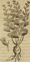 An illustration from Rerum medicarum Novae Hispaniae thesaurus, seu, Plantarum animalium mineralium Mexicanorum historia (1651)