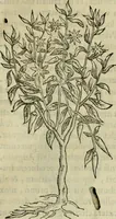 An illustration from Rerum medicarum Novae Hispaniae thesaurus, seu, Plantarum animalium mineralium Mexicanorum historia (1651)