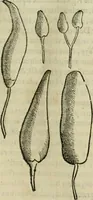 An illustration from Rerum medicarum Novae Hispaniae thesaurus, seu, Plantarum animalium mineralium Mexicanorum historia (1651)