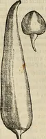 An illustration from Rerum medicarum Novae Hispaniae thesaurus, seu, Plantarum animalium mineralium Mexicanorum historia (1651)