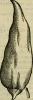 An illustration from Rerum medicarum Novae Hispaniae thesaurus, seu, Plantarum animalium mineralium Mexicanorum historia (1651)