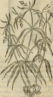 An illustration from Rerum medicarum Novae Hispaniae thesaurus, seu, Plantarum animalium mineralium Mexicanorum historia (1651)