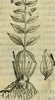 Picture 125 of 812 from Rerum medicarum Novae Hispaniae thesaurus, seu, Plantarum animalium mineralium Mexicanorum historia (1651), leaf 180