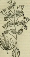 Picture 128 of 812 from Rerum medicarum Novae Hispaniae thesaurus, seu, Plantarum animalium mineralium Mexicanorum historia (1651), leaf 182