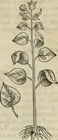 Picture 129 of 812 from Rerum medicarum Novae Hispaniae thesaurus, seu, Plantarum animalium mineralium Mexicanorum historia (1651), leaf 183