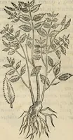 An illustration from Rerum medicarum Novae Hispaniae thesaurus, seu, Plantarum animalium mineralium Mexicanorum historia (1651)