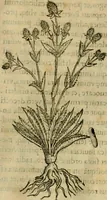 An illustration from Rerum medicarum Novae Hispaniae thesaurus, seu, Plantarum animalium mineralium Mexicanorum historia (1651)