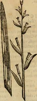 An illustration from Rerum medicarum Novae Hispaniae thesaurus, seu, Plantarum animalium mineralium Mexicanorum historia (1651)