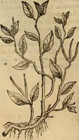 Picture 134 of 812 from Rerum medicarum Novae Hispaniae thesaurus, seu, Plantarum animalium mineralium Mexicanorum historia (1651), leaf 185