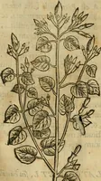 An illustration from Rerum medicarum Novae Hispaniae thesaurus, seu, Plantarum animalium mineralium Mexicanorum historia (1651)