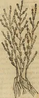 Picture 136 of 812 from Rerum medicarum Novae Hispaniae thesaurus, seu, Plantarum animalium mineralium Mexicanorum historia (1651), leaf 187