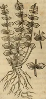 An illustration from Rerum medicarum Novae Hispaniae thesaurus, seu, Plantarum animalium mineralium Mexicanorum historia (1651)