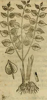 Picture 138 of 812 from Rerum medicarum Novae Hispaniae thesaurus, seu, Plantarum animalium mineralium Mexicanorum historia (1651), leaf 188