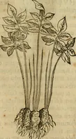 An illustration from Rerum medicarum Novae Hispaniae thesaurus, seu, Plantarum animalium mineralium Mexicanorum historia (1651)