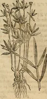 An illustration from Rerum medicarum Novae Hispaniae thesaurus, seu, Plantarum animalium mineralium Mexicanorum historia (1651)