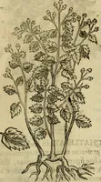 An illustration from Rerum medicarum Novae Hispaniae thesaurus, seu, Plantarum animalium mineralium Mexicanorum historia (1651)