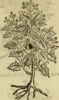 An illustration from Rerum medicarum Novae Hispaniae thesaurus, seu, Plantarum animalium mineralium Mexicanorum historia (1651)