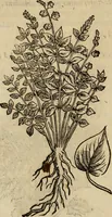An illustration from Rerum medicarum Novae Hispaniae thesaurus, seu, Plantarum animalium mineralium Mexicanorum historia (1651)