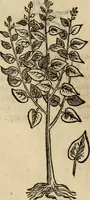 An illustration from Rerum medicarum Novae Hispaniae thesaurus, seu, Plantarum animalium mineralium Mexicanorum historia (1651)