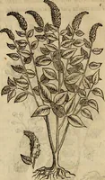 An illustration from Rerum medicarum Novae Hispaniae thesaurus, seu, Plantarum animalium mineralium Mexicanorum historia (1651)
