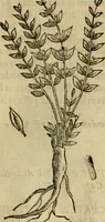 Picture 146 of 812 from Rerum medicarum Novae Hispaniae thesaurus, seu, Plantarum animalium mineralium Mexicanorum historia (1651), leaf 192