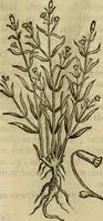 An illustration from Rerum medicarum Novae Hispaniae thesaurus, seu, Plantarum animalium mineralium Mexicanorum historia (1651)