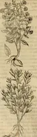 An illustration from Rerum medicarum Novae Hispaniae thesaurus, seu, Plantarum animalium mineralium Mexicanorum historia (1651)