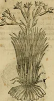 An illustration from Rerum medicarum Novae Hispaniae thesaurus, seu, Plantarum animalium mineralium Mexicanorum historia (1651)
