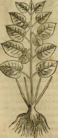 Picture 150 of 812 from Rerum medicarum Novae Hispaniae thesaurus, seu, Plantarum animalium mineralium Mexicanorum historia (1651), leaf 194