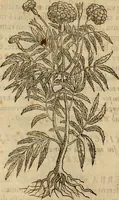 An illustration from Rerum medicarum Novae Hispaniae thesaurus, seu, Plantarum animalium mineralium Mexicanorum historia (1651)