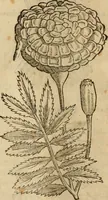 Picture 152 of 812 from Rerum medicarum Novae Hispaniae thesaurus, seu, Plantarum animalium mineralium Mexicanorum historia (1651), leaf 195